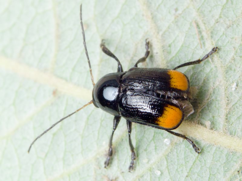 Cryptocephalus (Cryptocephalus) biguttatus (Scopoli, 1763)